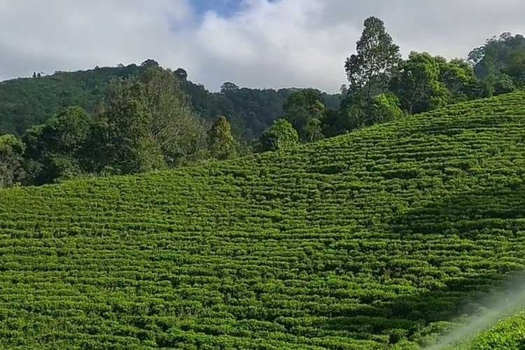 Kebun Teh Sirah Kencong, Pilihan Wisata Nataru di Blitar
